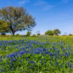 Ni Texas Bluebonnets