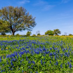 Ni Texas Bluebonnets