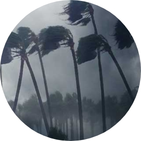 palm trees wind RZ LDUL
